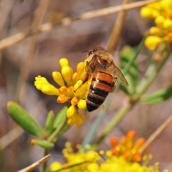 Eriogonum umbellatum, Sulphur-Flower Buckwheat